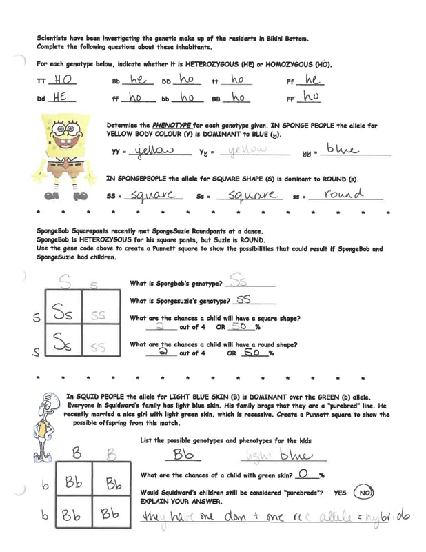 50+ Best Punnett Square Worksheet Answers 80