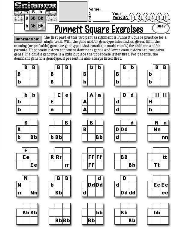 50+ Best Punnett Square Worksheet Answers 88