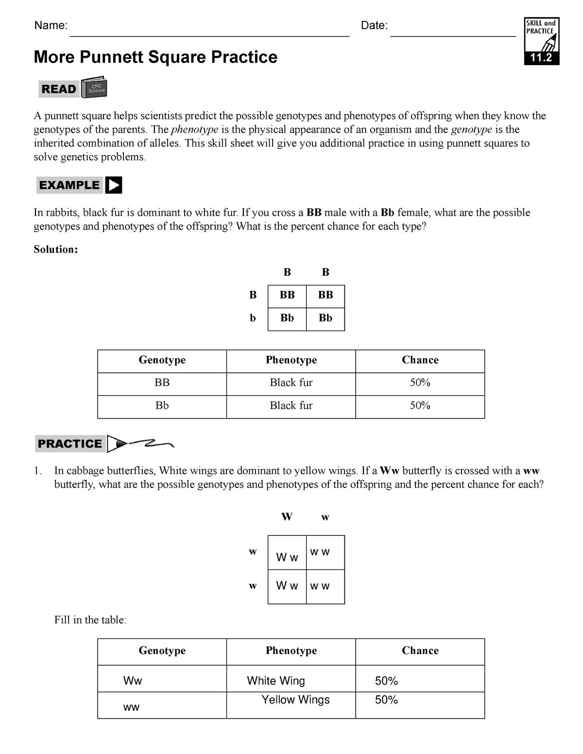 50+ Best Punnett Square Worksheet Answers 9