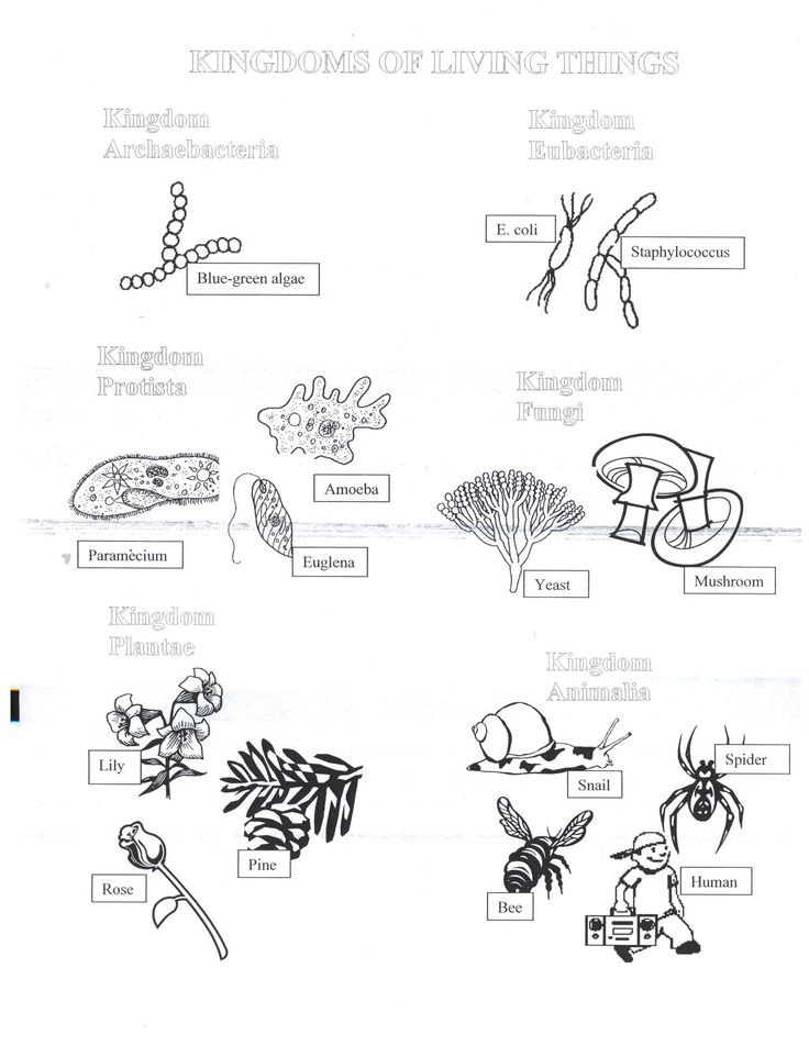 Scientific Method Worksheet Pdf 54