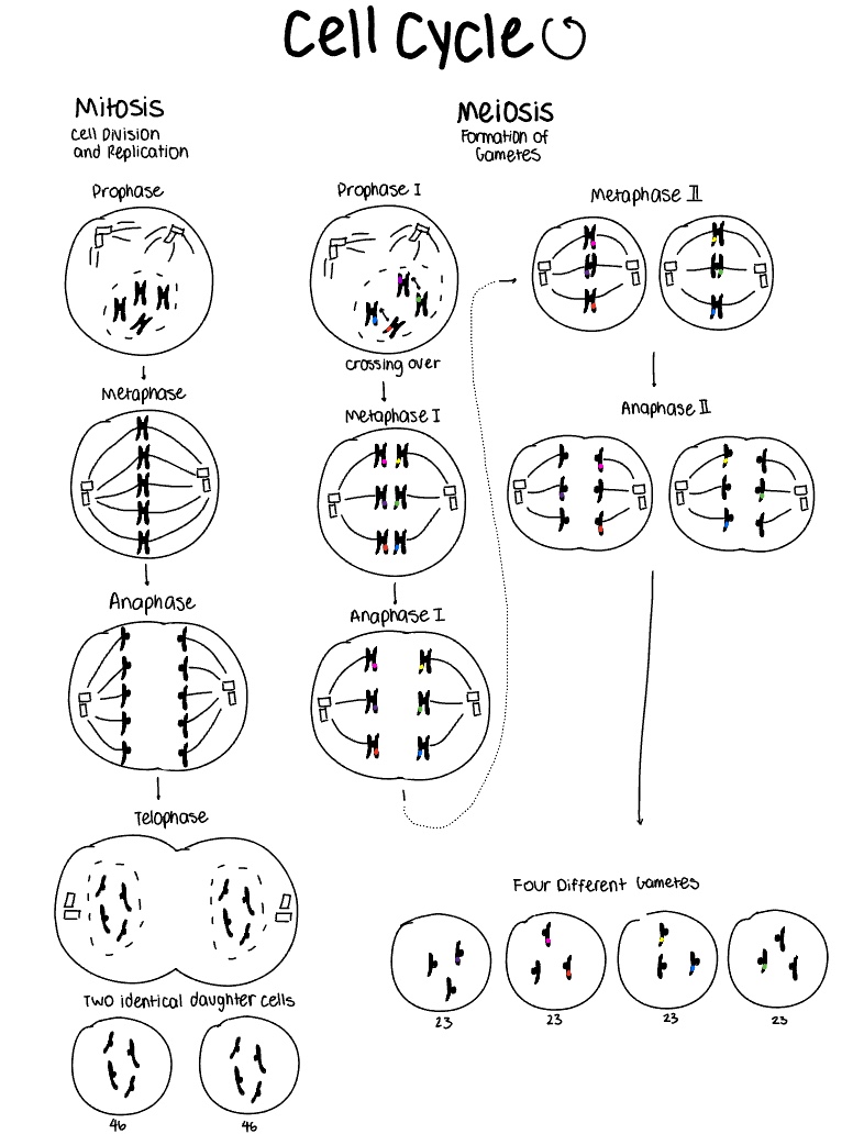 Scientific Method Worksheet Pdf 88