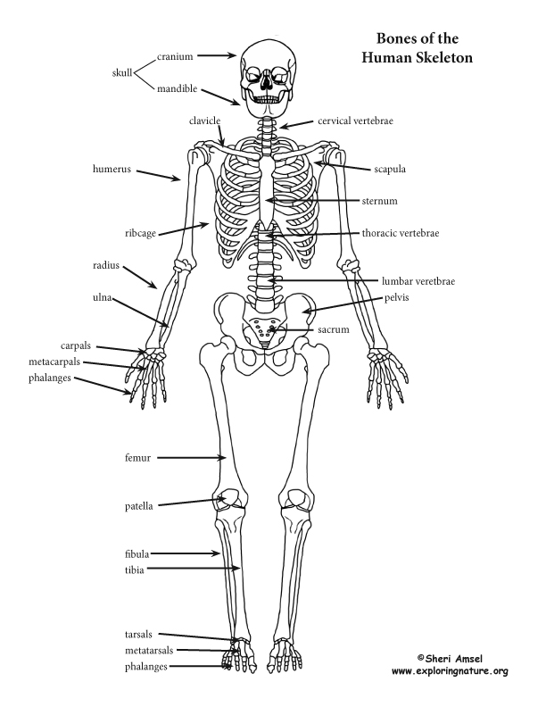 90 Printable Label The Skeleton Worksheet 10