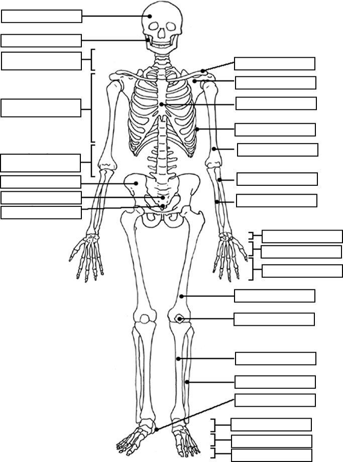 90 Printable Label The Skeleton Worksheet 12