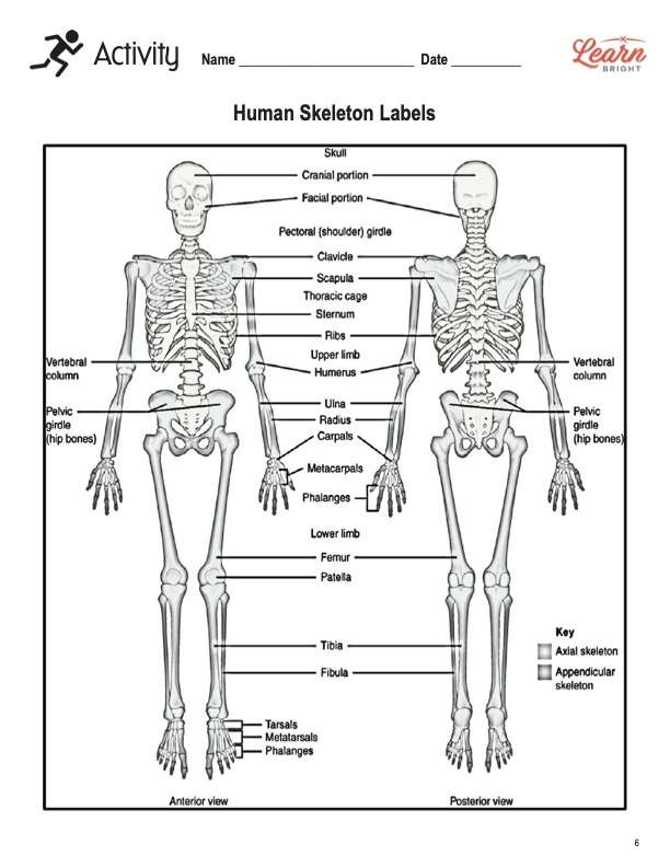 90 Printable Label The Skeleton Worksheet 14