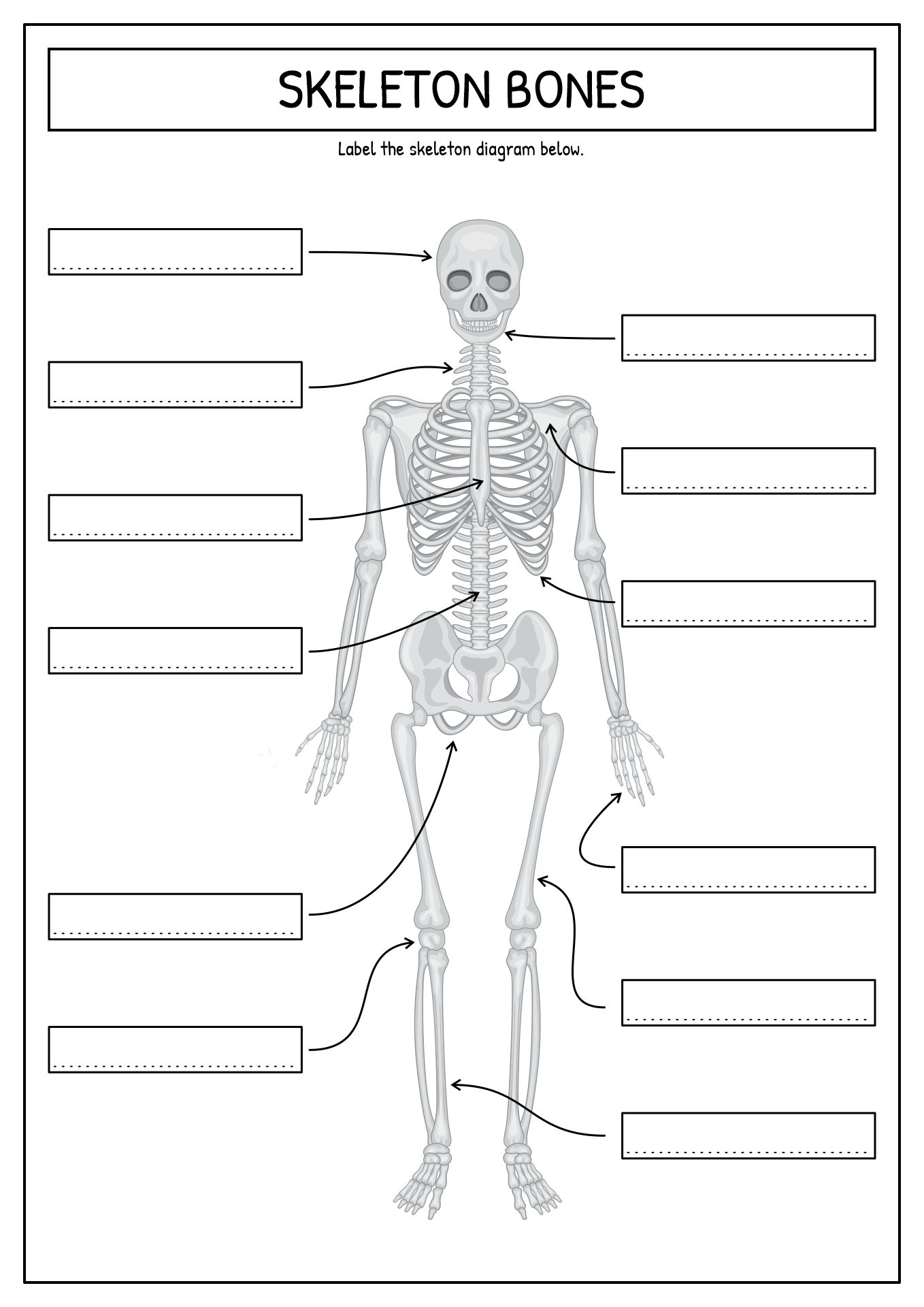 90 Printable Label The Skeleton Worksheet 15