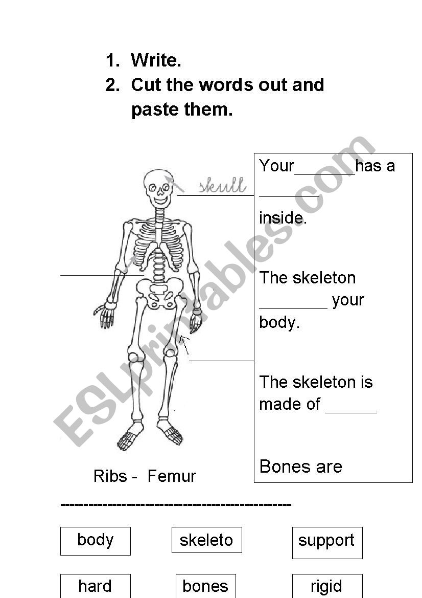 90 Printable Label The Skeleton Worksheet 16