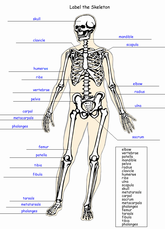 90 Printable Label The Skeleton Worksheet 18