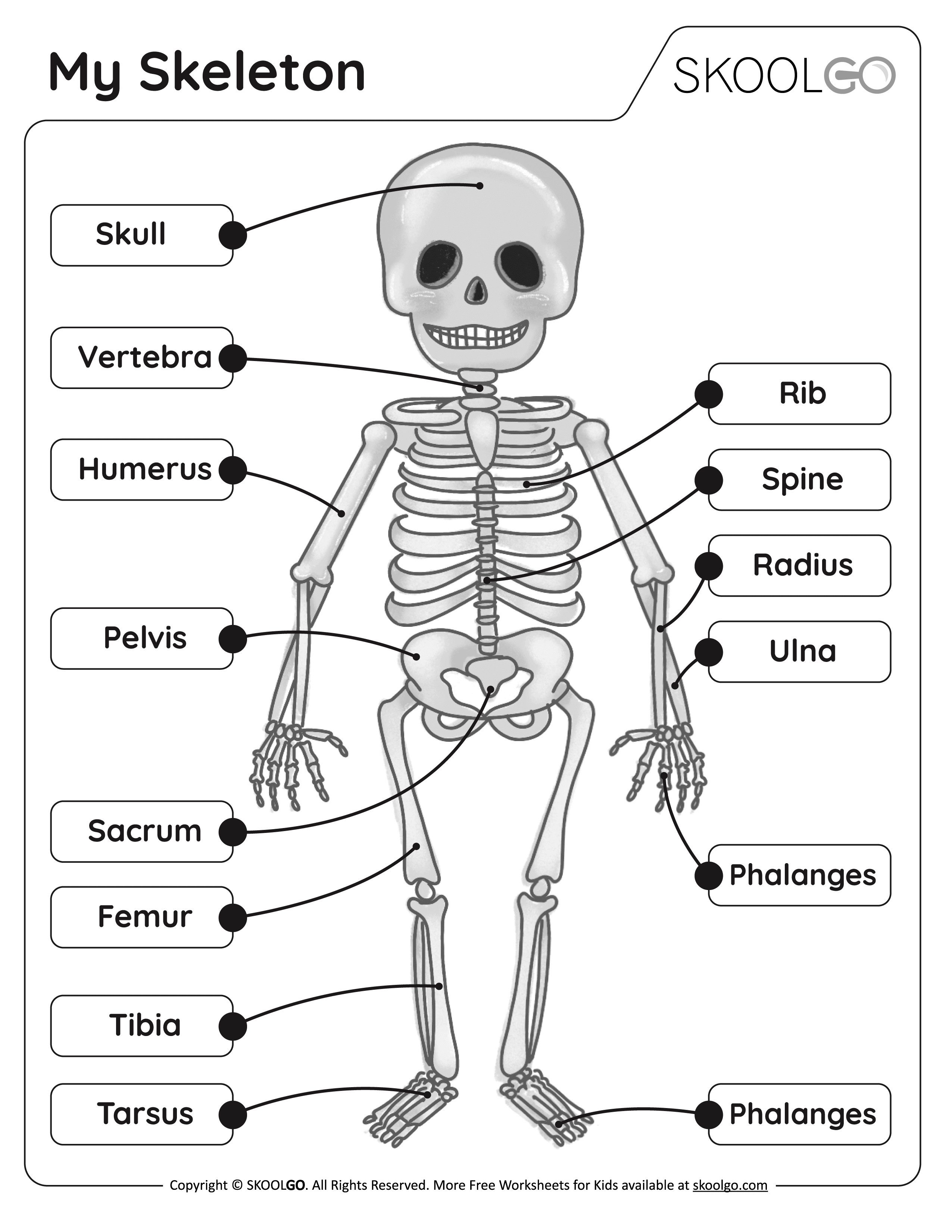 90 Printable Label The Skeleton Worksheet 2