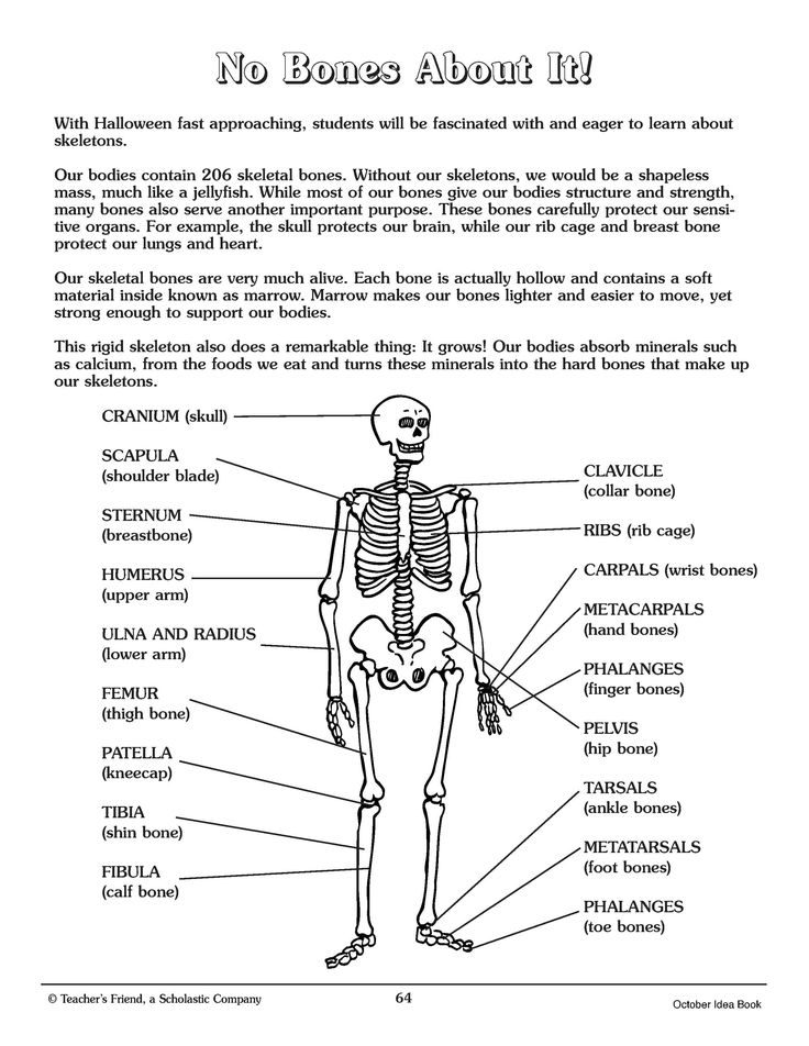 90 Printable Label The Skeleton Worksheet 20