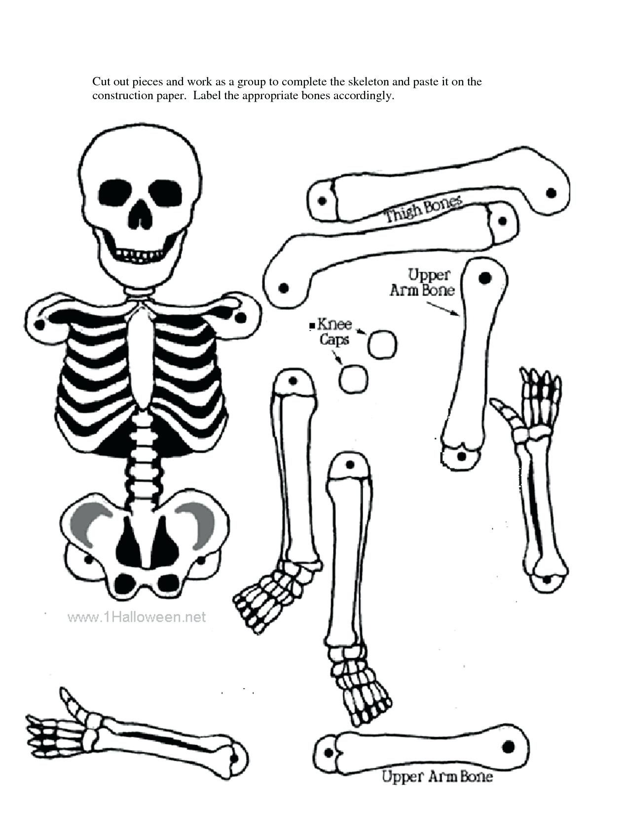 90 Printable Label The Skeleton Worksheet 21