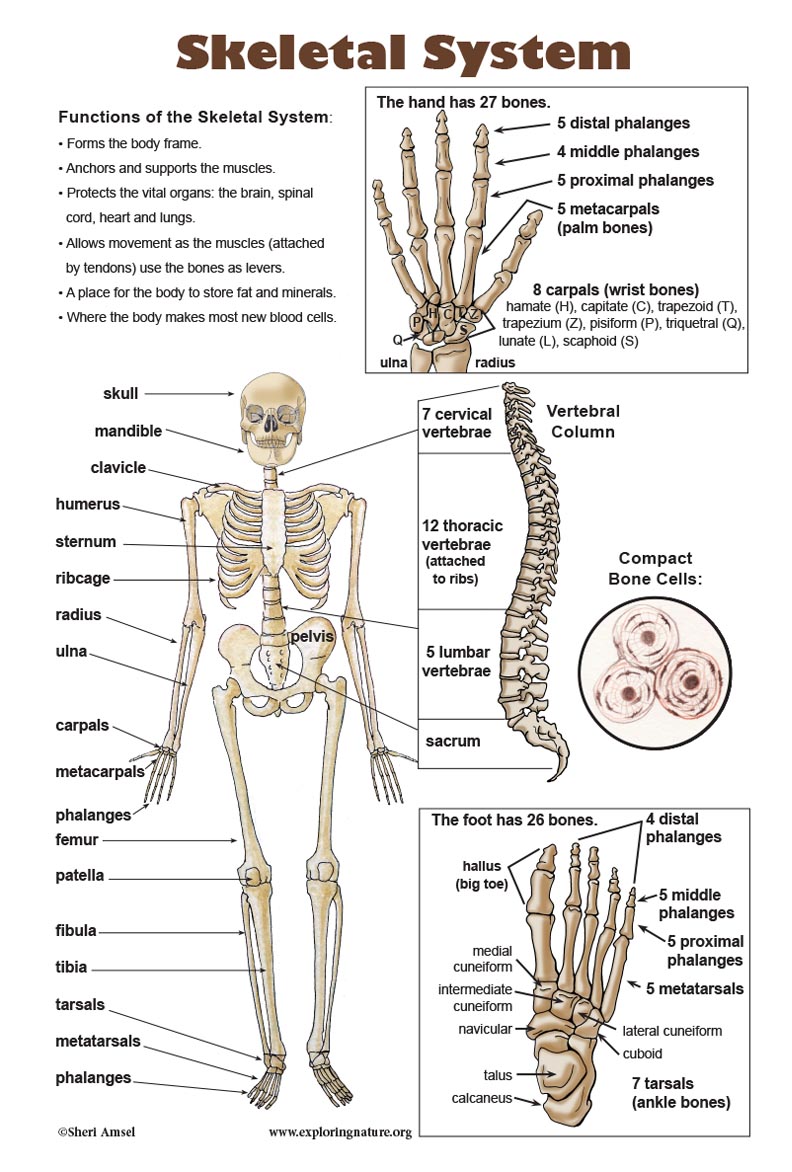 90 Printable Label The Skeleton Worksheet 22