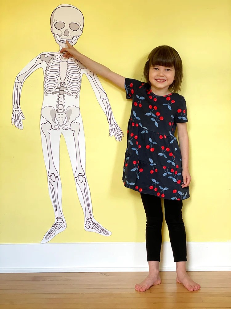 90 Printable Label The Skeleton Worksheet 23