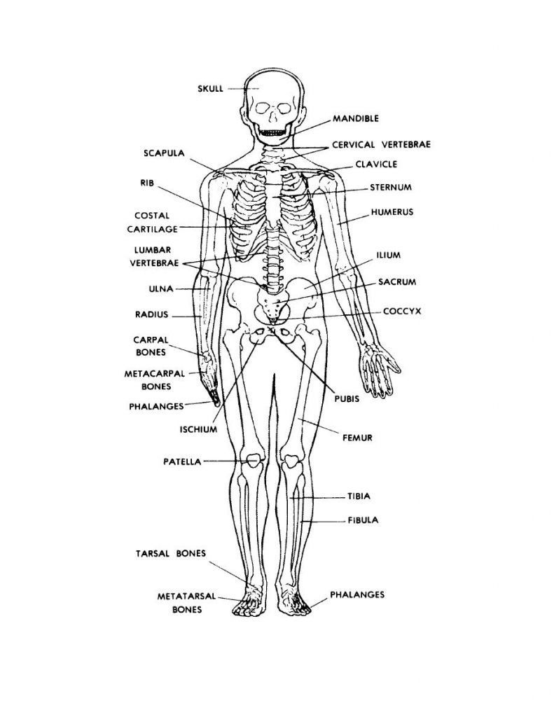 90 Printable Label The Skeleton Worksheet 24