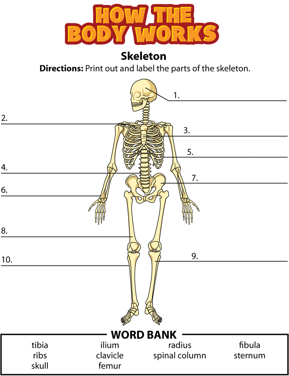 90 Printable Label The Skeleton Worksheet 26