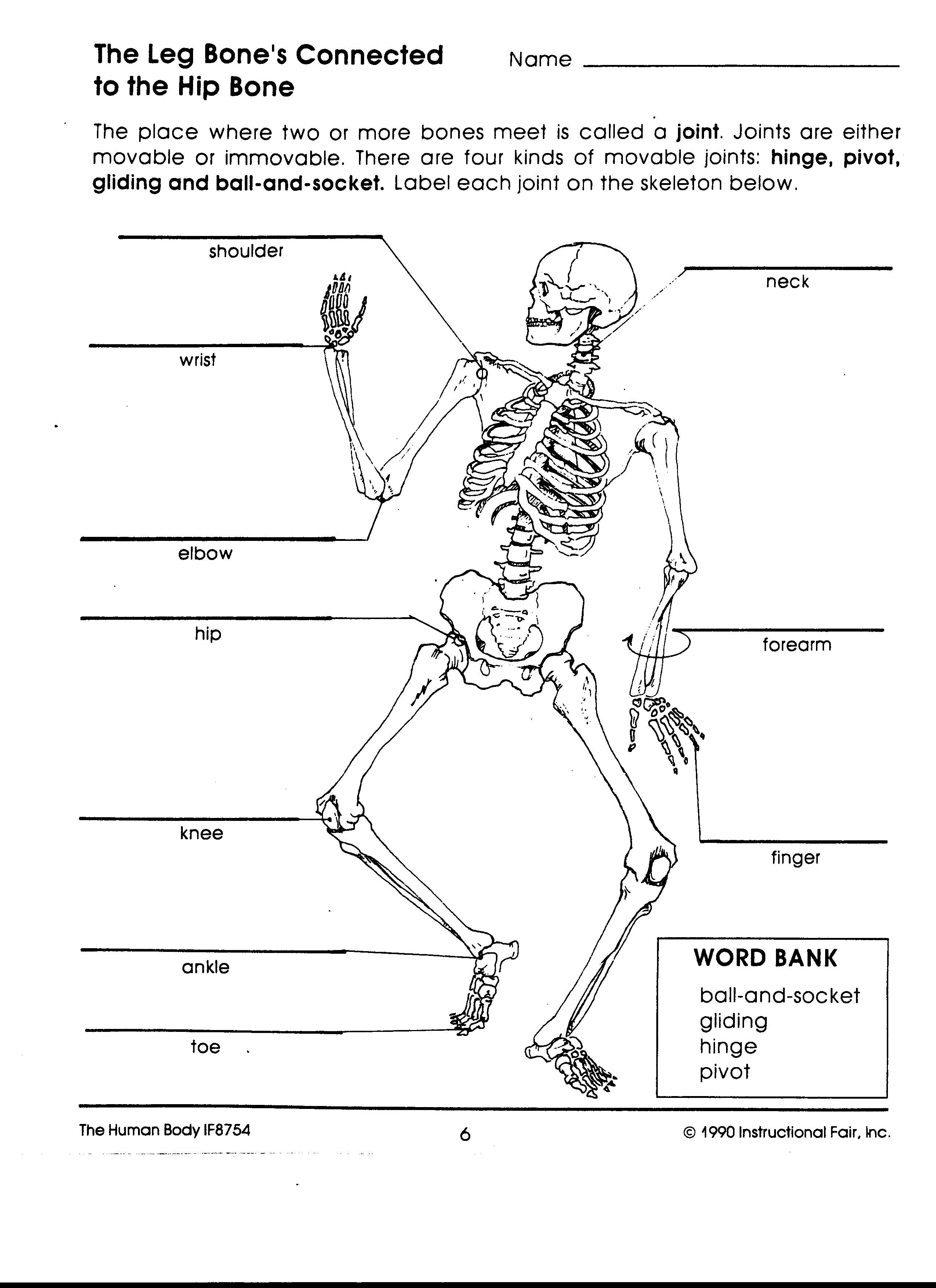 90 Printable Label The Skeleton Worksheet 29