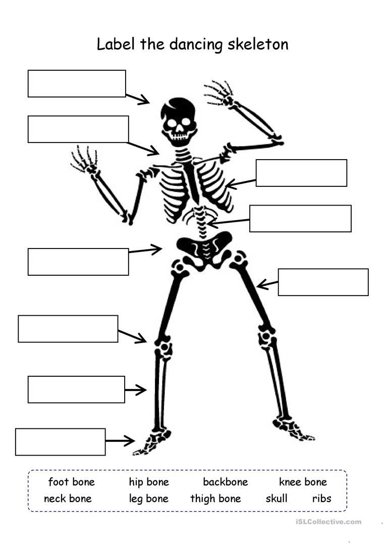 90 Printable Label The Skeleton Worksheet 3