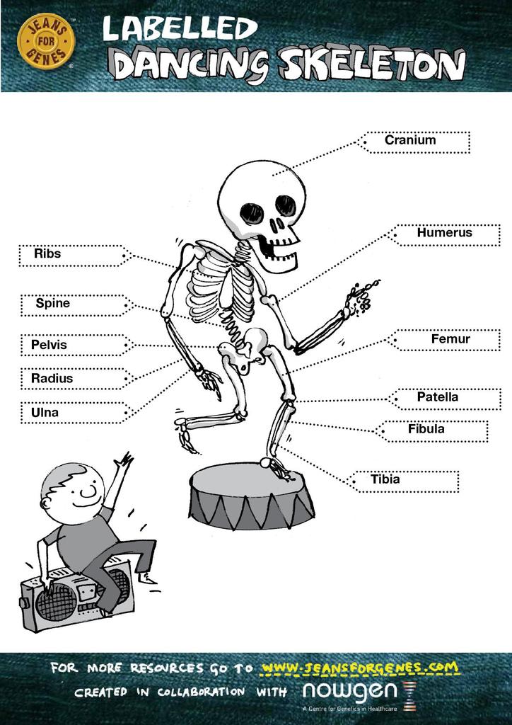 90 Printable Label The Skeleton Worksheet 30