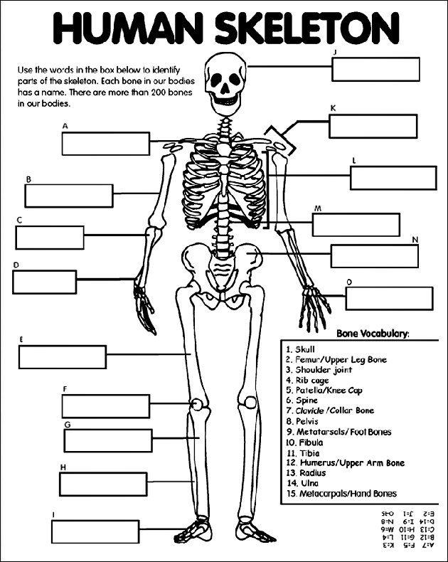 90 Printable Label The Skeleton Worksheet 35