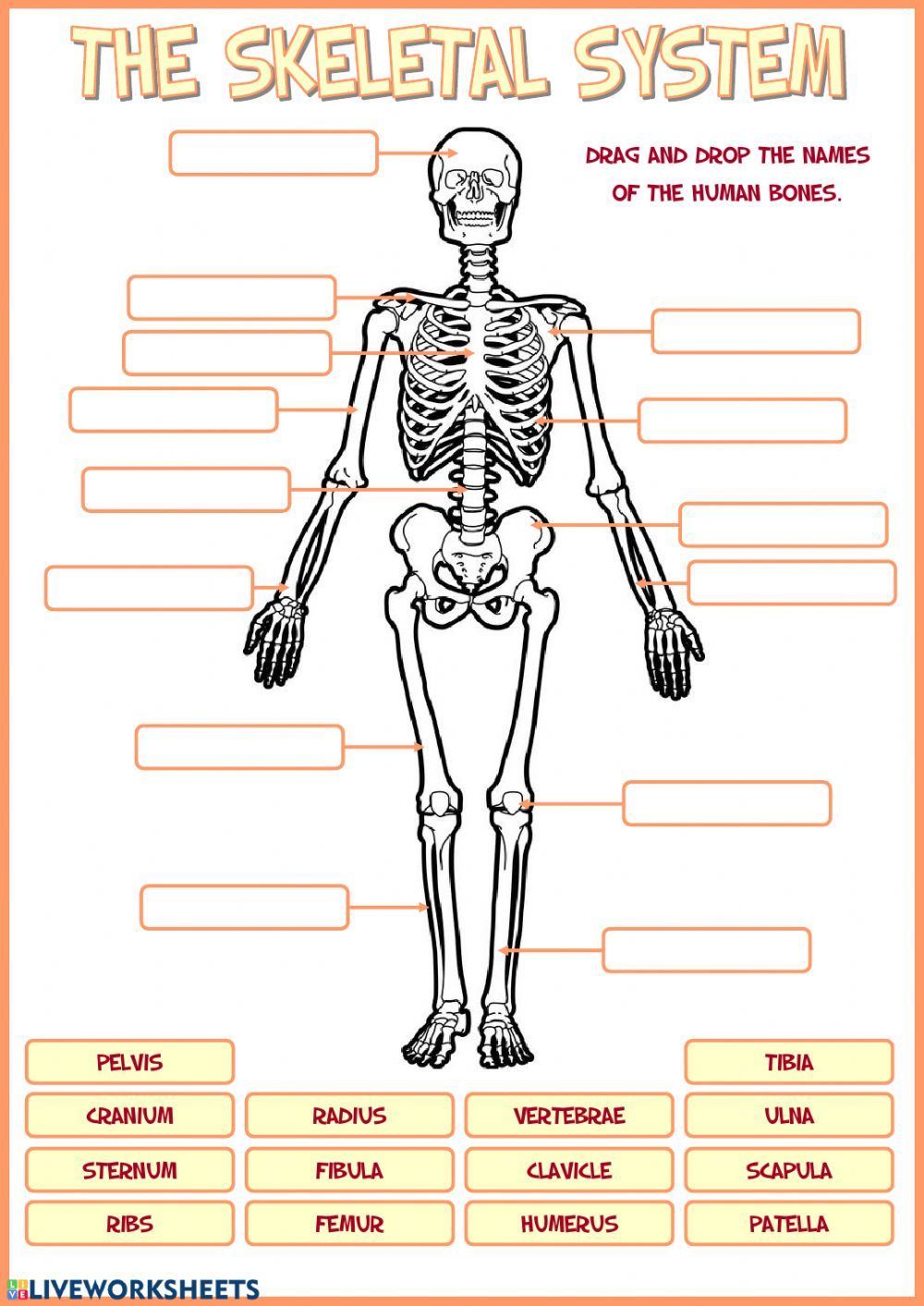 90 Printable Label The Skeleton Worksheet 4