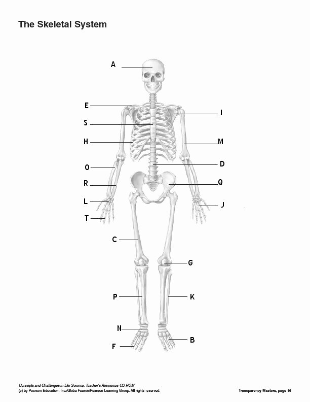 90 Printable Label The Skeleton Worksheet 41