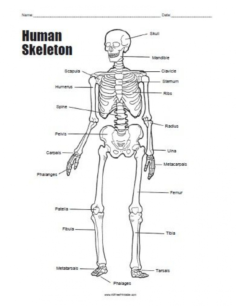 90 Printable Label The Skeleton Worksheet 42