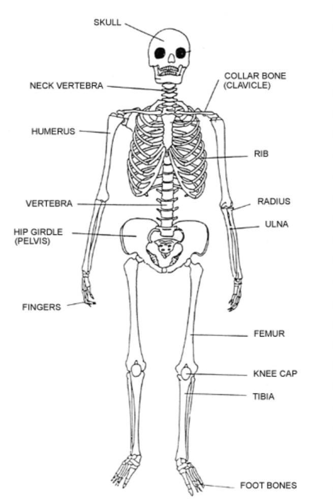 90 Printable Label The Skeleton Worksheet 46