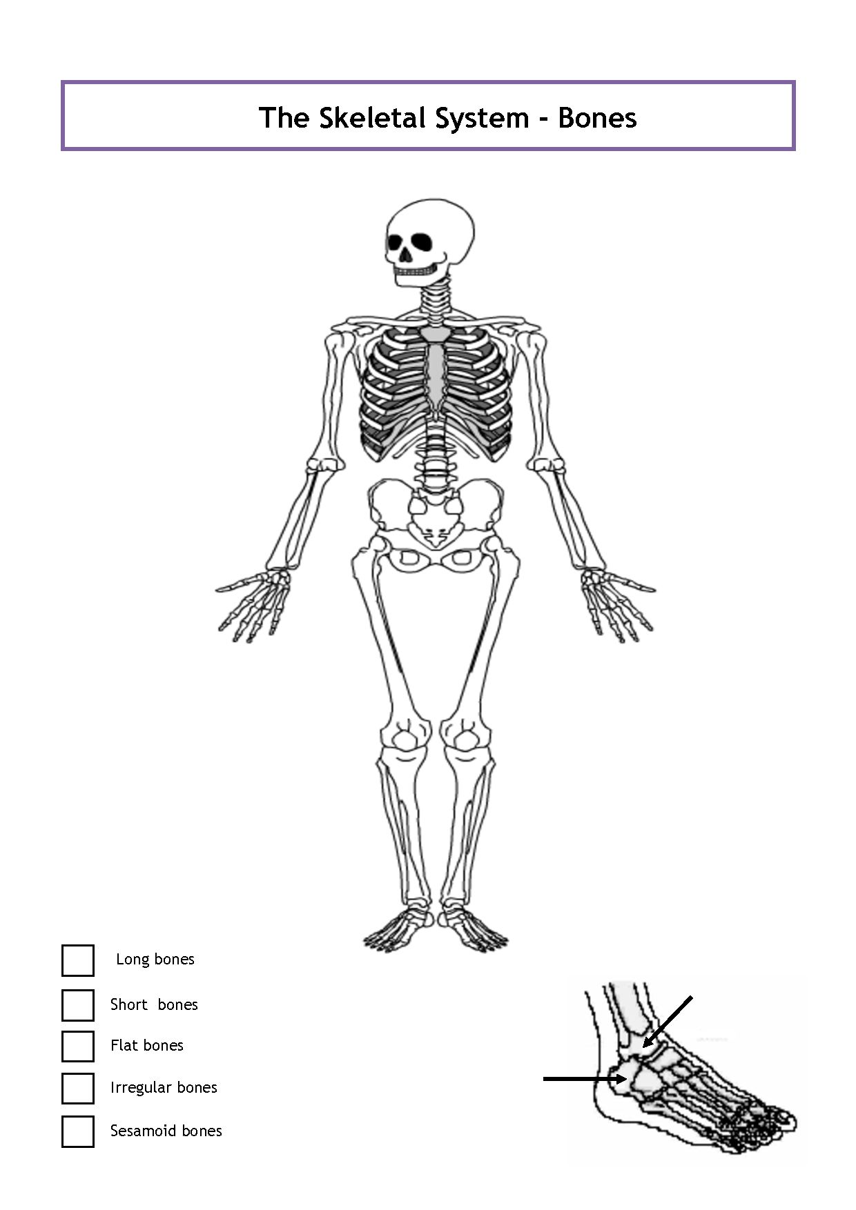 90 Printable Label The Skeleton Worksheet 47