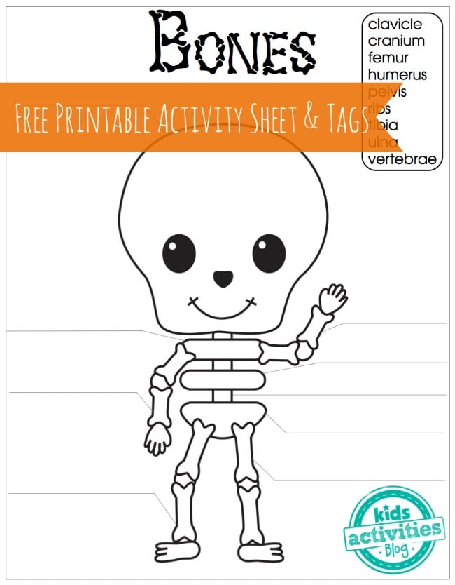 90 Printable Label The Skeleton Worksheet 49