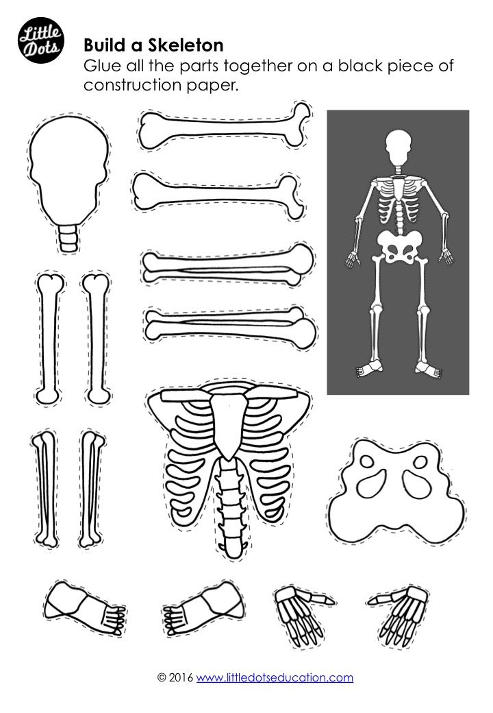 90 Printable Label The Skeleton Worksheet 51