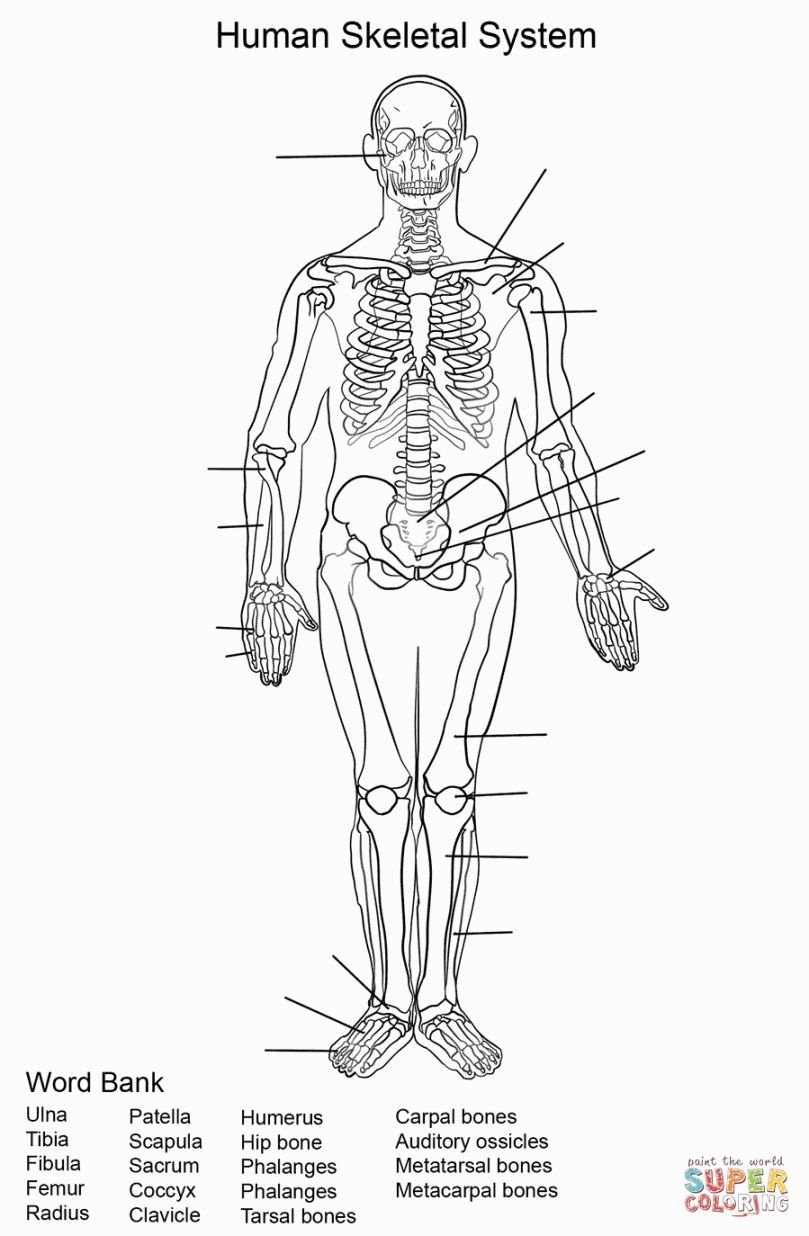 90 Printable Label The Skeleton Worksheet 52