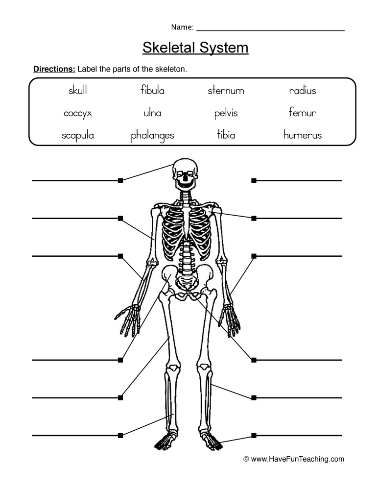 90 Printable Label The Skeleton Worksheet 56