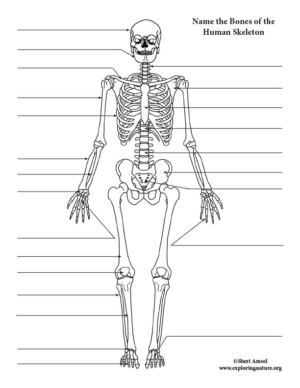 90 Printable Label The Skeleton Worksheet 57