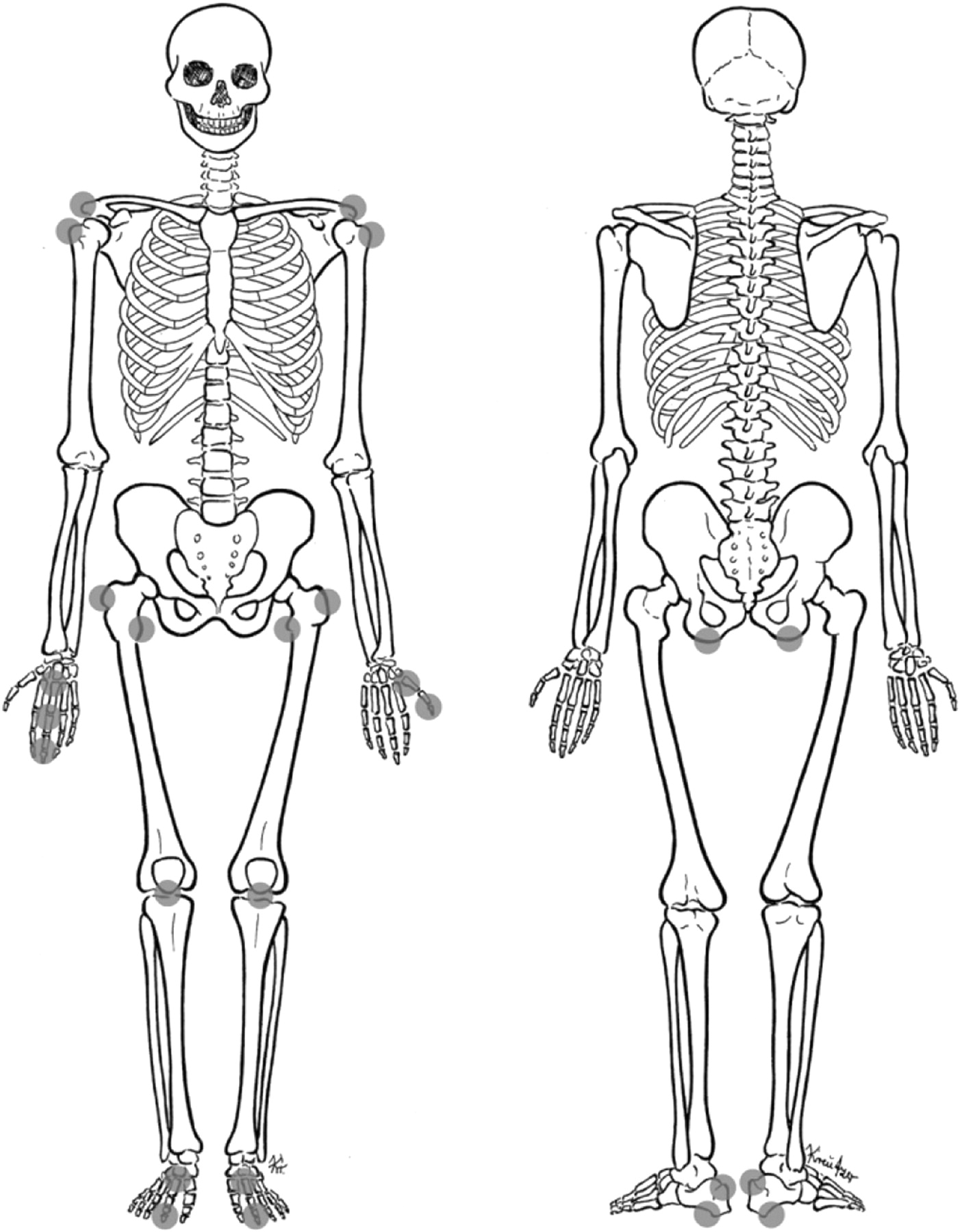 90 Printable Label The Skeleton Worksheet 58