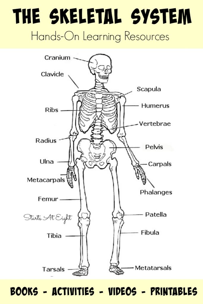 90 Printable Label The Skeleton Worksheet 60