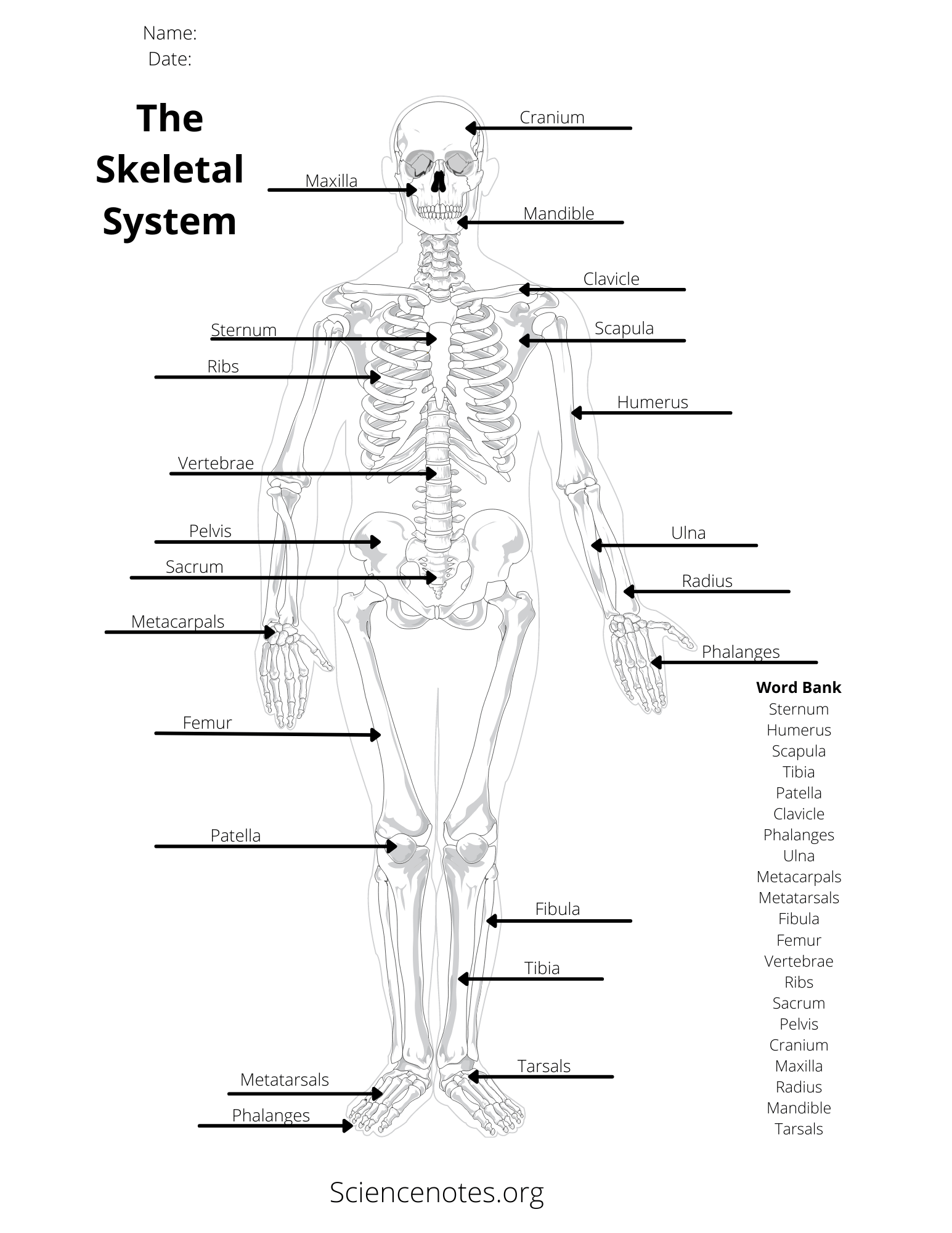 90 Printable Label The Skeleton Worksheet 61