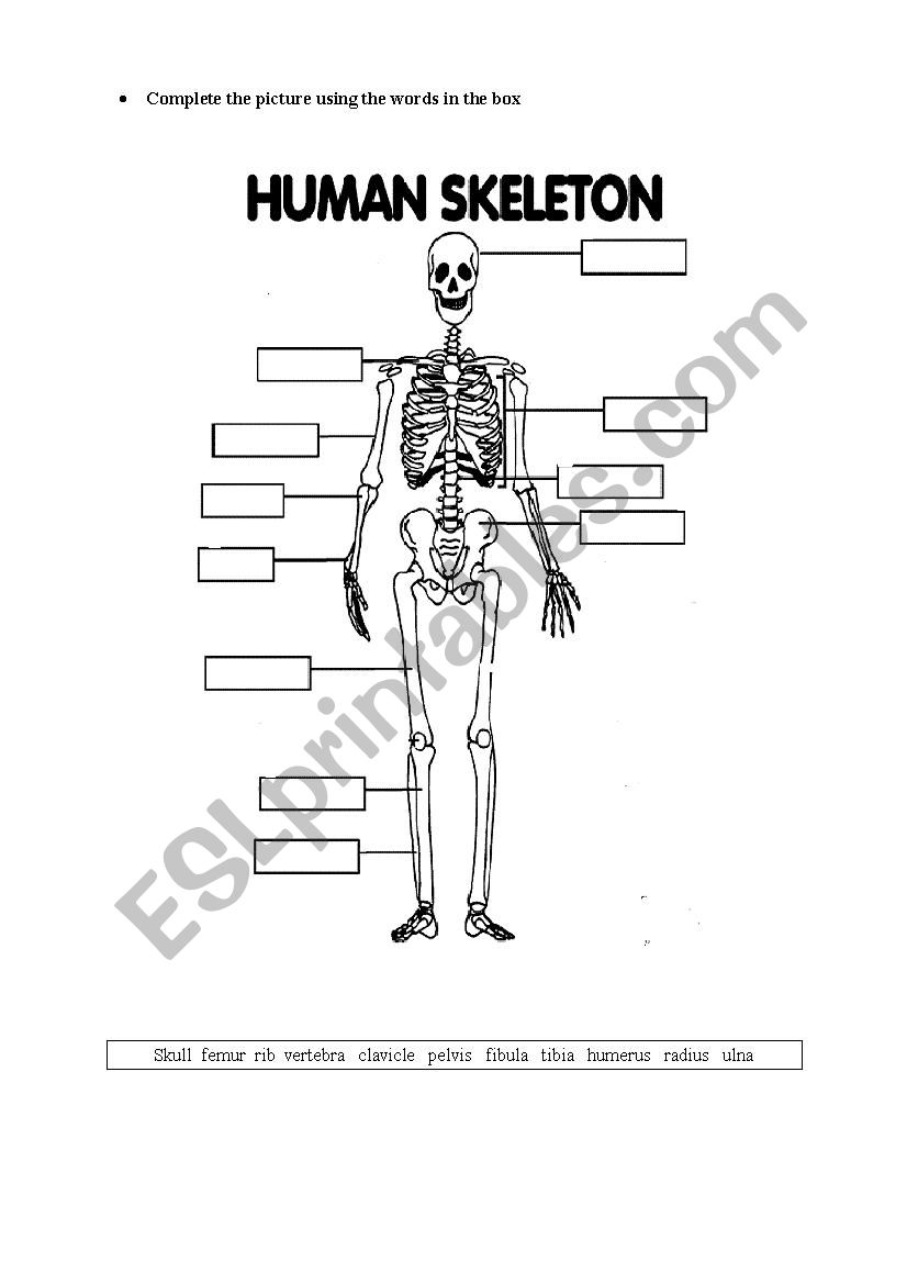 90 Printable Label The Skeleton Worksheet 62