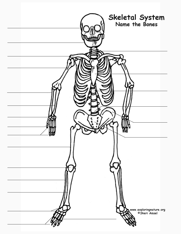 90 Printable Label The Skeleton Worksheet 64