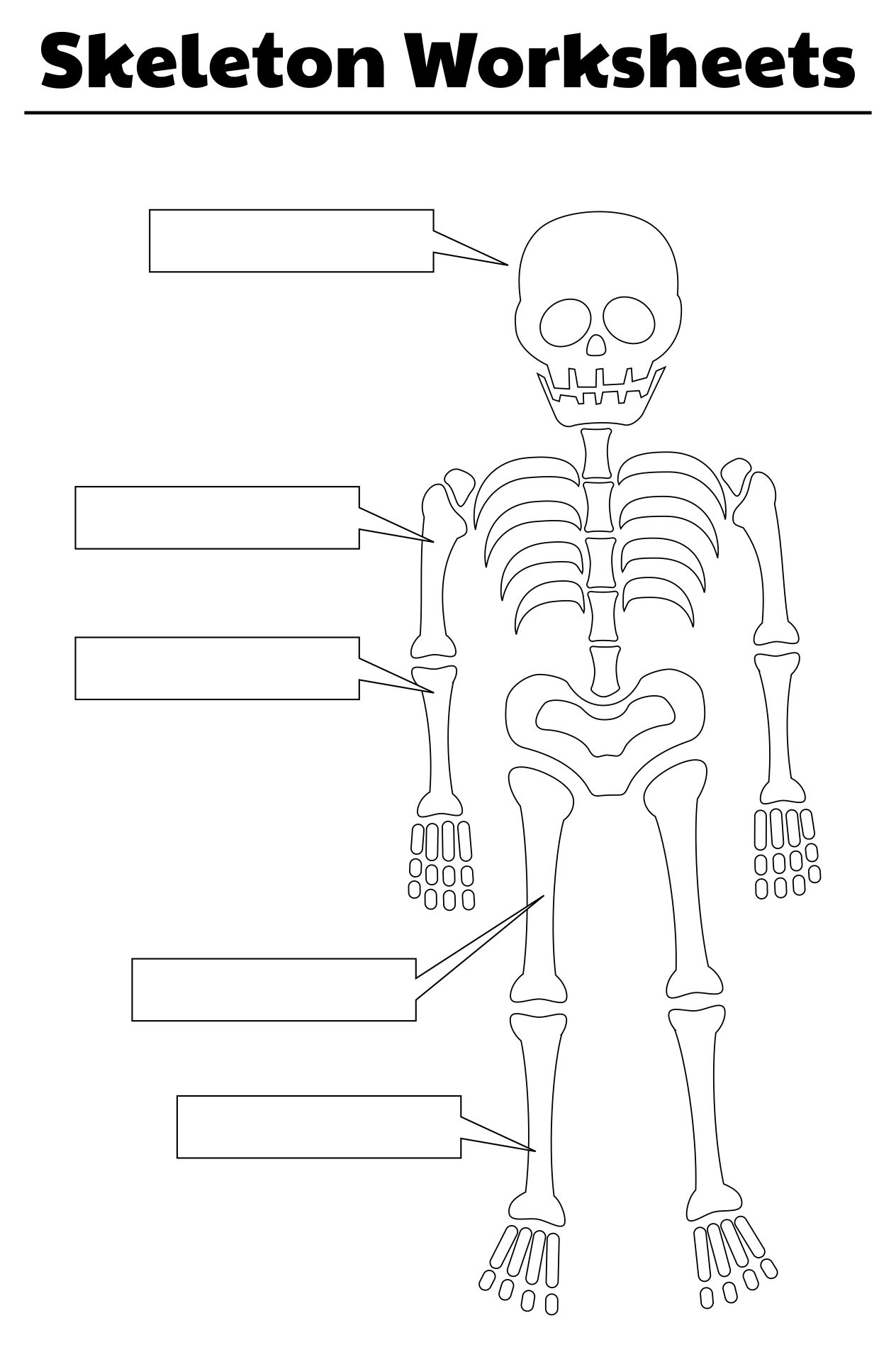 90 Printable Label The Skeleton Worksheet 67