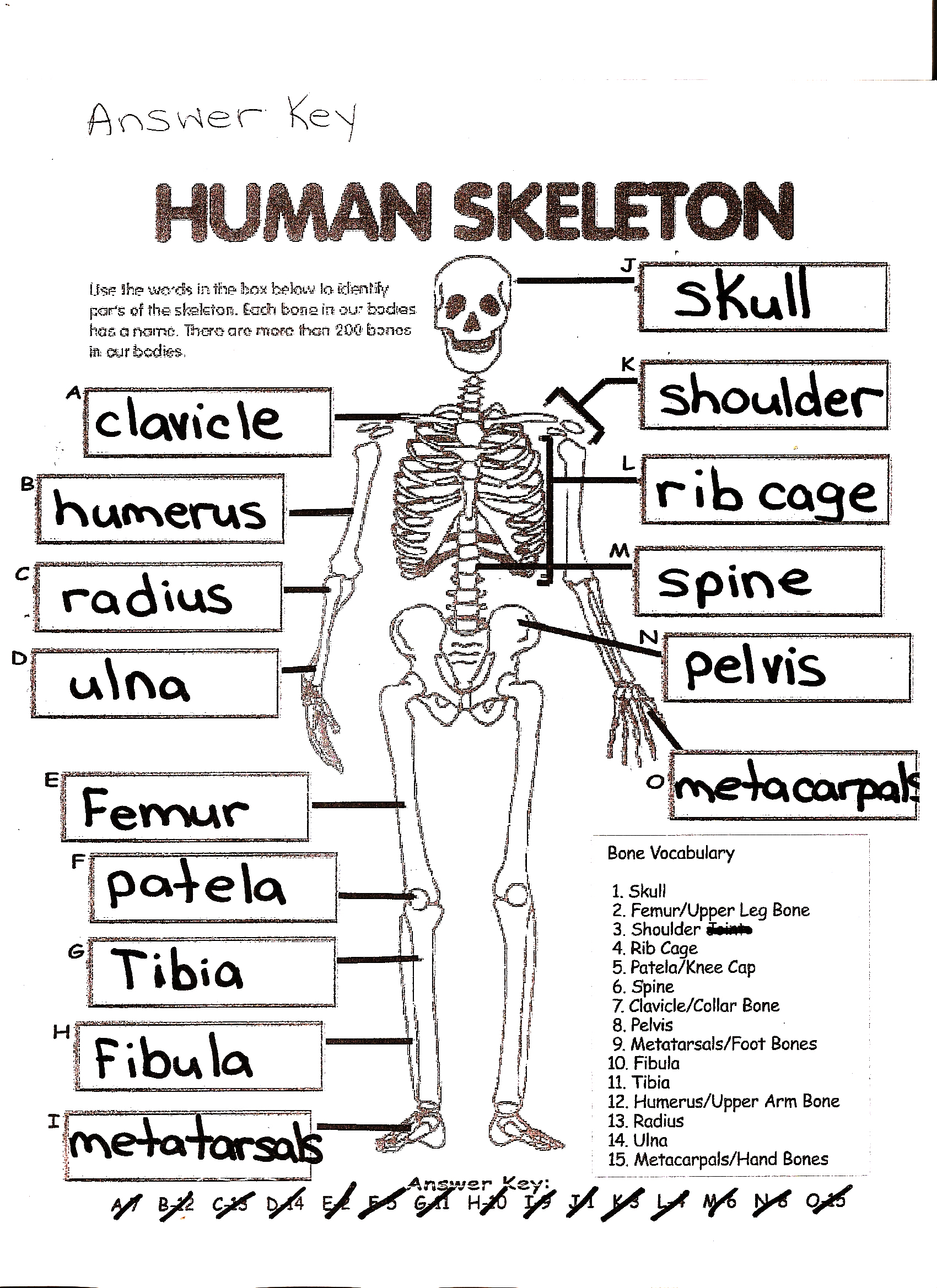 90 Printable Label The Skeleton Worksheet 68