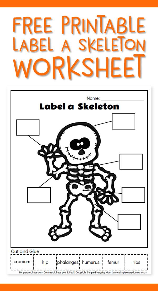 90 Printable Label The Skeleton Worksheet 71