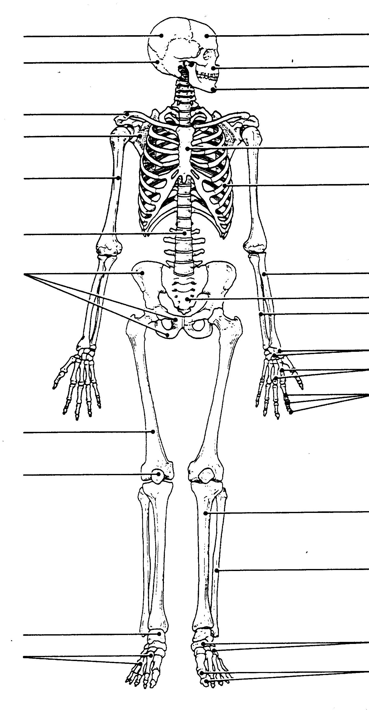 90 Printable Label The Skeleton Worksheet 75