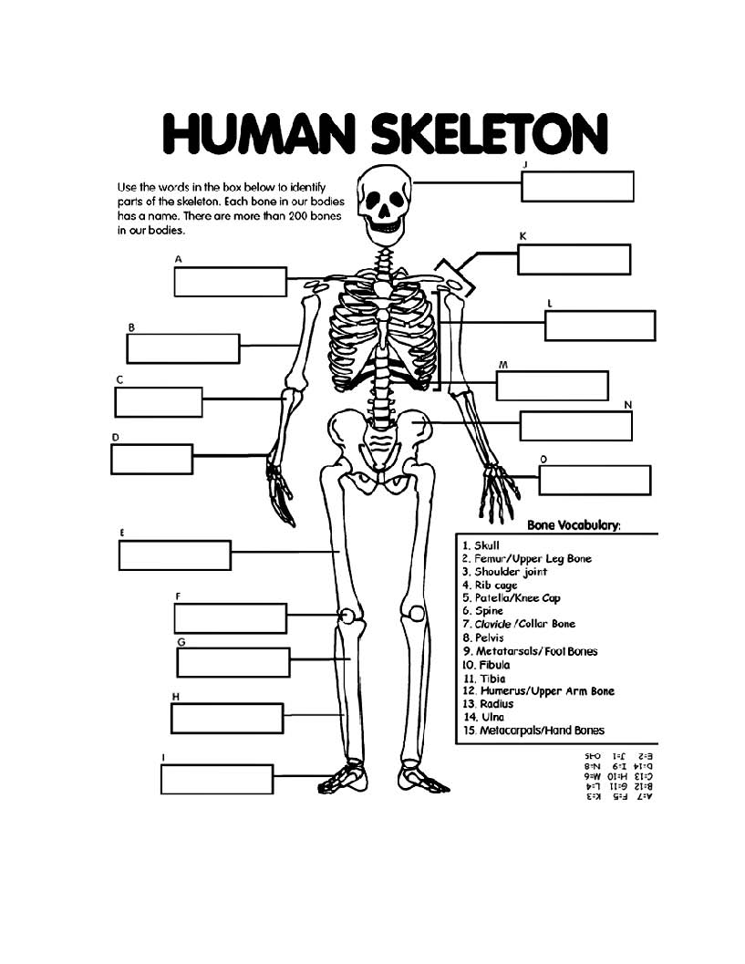 90 Printable Label The Skeleton Worksheet 79