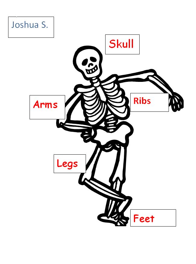 90 Printable Label The Skeleton Worksheet 80