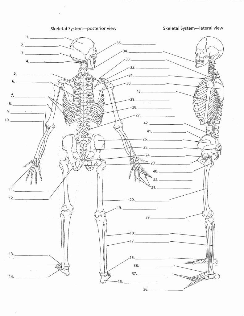 90 Printable Label The Skeleton Worksheet 81