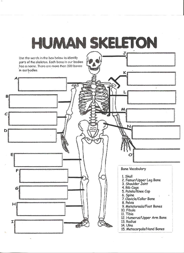 90 Printable Label The Skeleton Worksheet 82