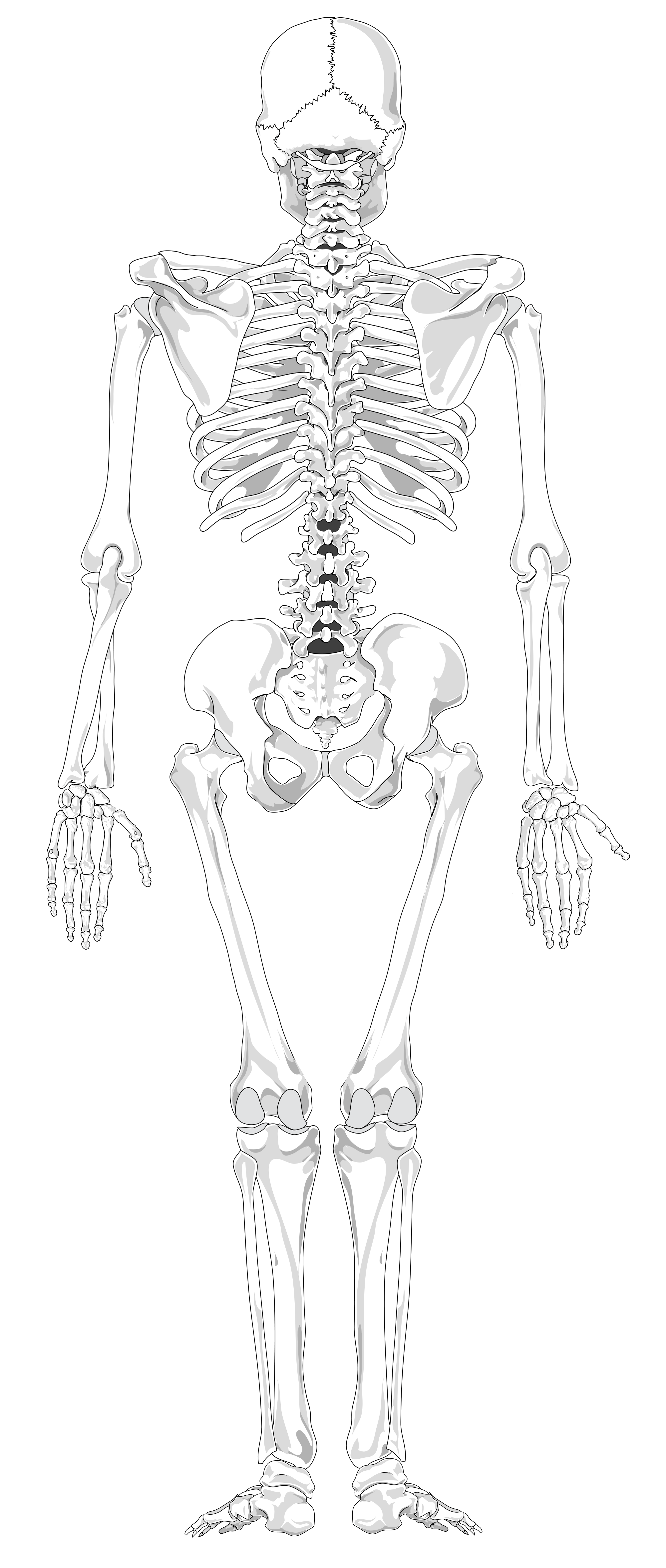 90 Printable Label The Skeleton Worksheet 83