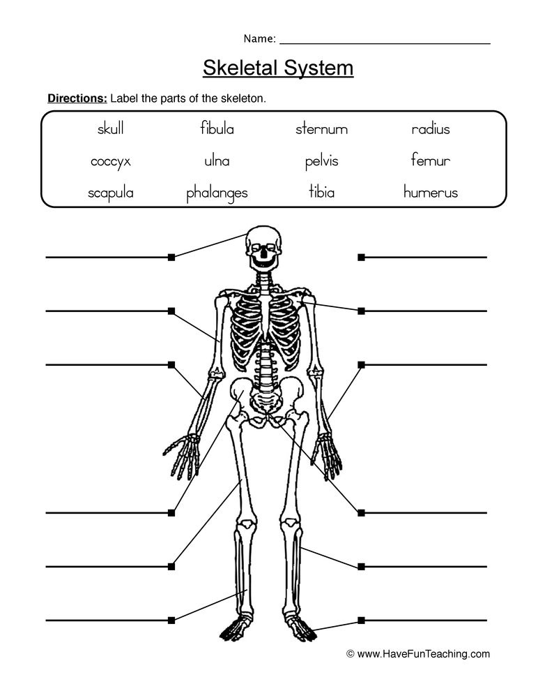 90 Printable Label The Skeleton Worksheet 87