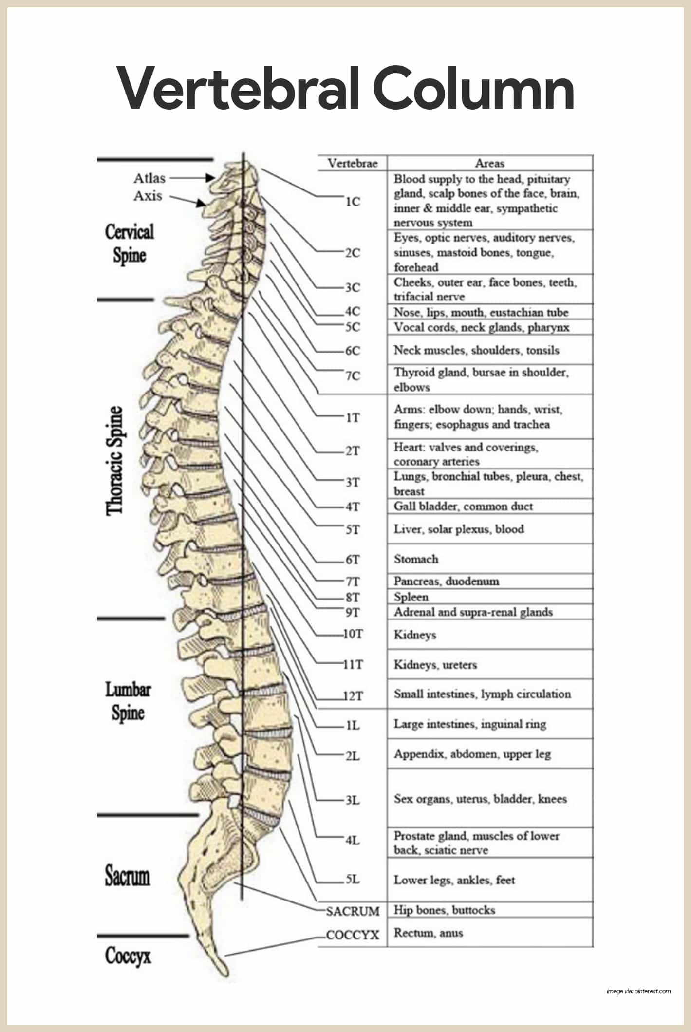 90 Printable Label The Skeleton Worksheet 89