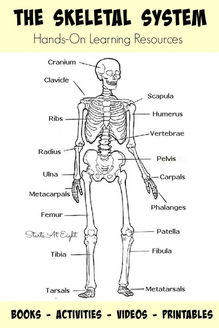 90 Printable Label The Skeleton Worksheet 9