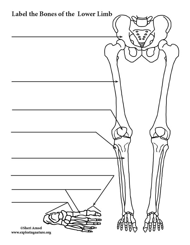 90 Printable Label The Skeleton Worksheet 90